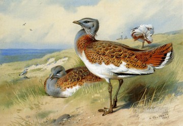  paja Lienzo - Avutardas Archibald Thorburn pájaro